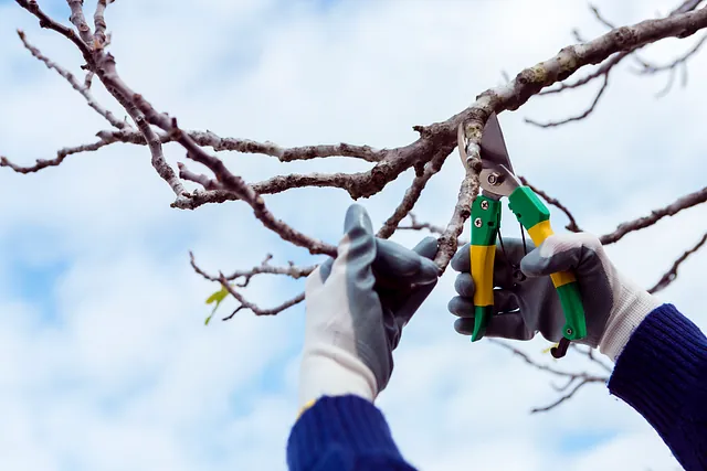 Arborist Ystad